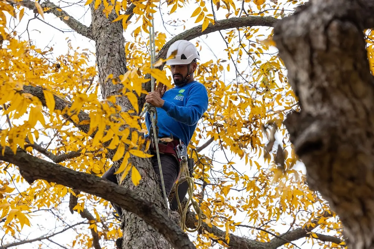 Skilled Tree Trimming crew working in Ralls