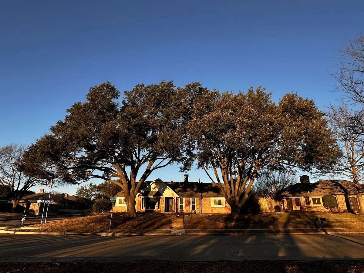 Established residential canopy tree shading a home in Ralls